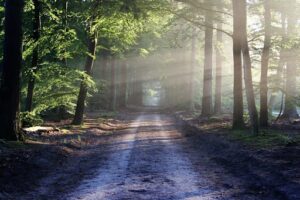 road leading through woods on way to recovery